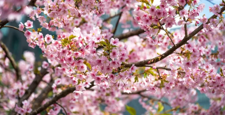 primavera