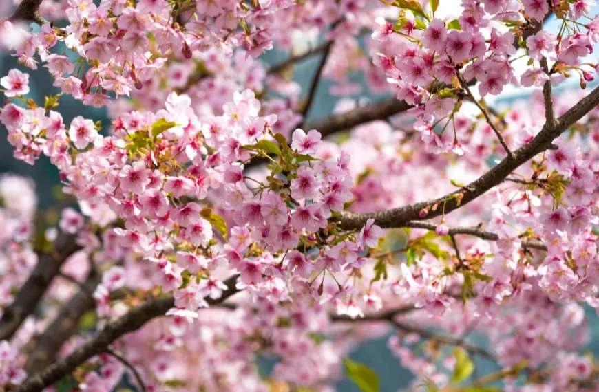 primavera