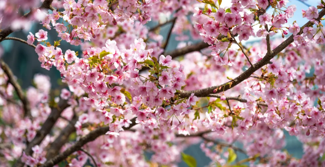 primavera